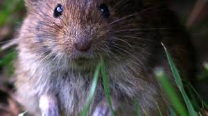Get free professional medical advise about hantavirus infection. Hanta Virus Risiken Diagnose Behandlung Vorbeugung Lz Gesundheitsreport