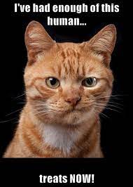 I Ve Had Enough Lolcats Lol Cat Memes Funny Cats Funny Cat Pictures With Words On Them Funny Pictures Lol Cat Memes Lol Cats