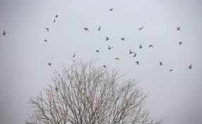 La manifiestan animales que no viajan de un área determinada a otra, en cambio que. Orientacion En La Migracion Animal El Correo