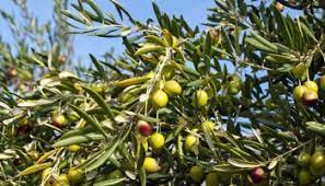 As a local south florida company, we make sure we do all we can to keep the environment of this great state safe. Pest Research For Florida Olives Vsc News