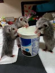Possums Get Such A Bad Rap They Are Truly The Sweetest Little Things And Grow Up To Be Wonderful Adults Had A Pet Baby Possum Baby Opossum Cute Animals