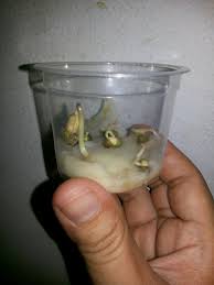 Melainkan saat tanaman kacang hijau sudah berusia 2 minggu pun, mereka juga memerlukan pupuk sebagai nutrisi pertumbuhannya. Mengenal Siklus Tanaman Rumah Cerita Kami