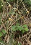 Image result for Pseudognaphalium luteo-album