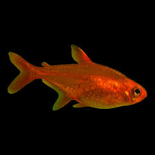 The Fire Tetra – Ember Tetra Care Guide - Hygger