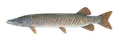 From wikipedia, the free encyclopedia. Muskellunge Simple English Wikipedia The Free Encyclopedia