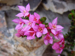 Image result for Penaeaceae