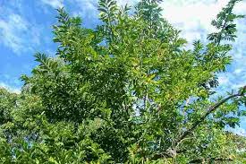Image result for Annona squamosa