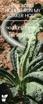 Flowers Soaker Raised Soaker Hose For Raised Beds Salsa Garden Layout Raised 1000 Soaker Hose Garden Soaker Hose Soaker Hose Irrigation