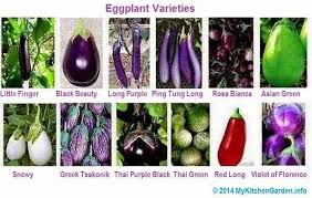 Black beauty, globe italian kinds, rosa (lavender) kinds, asian (long) kinds, and a few heirlooms like listada da gandia. Growing Eggplant Planting Harvesting And Caring Eggplant Growing Eggplant Eggplant Varieties