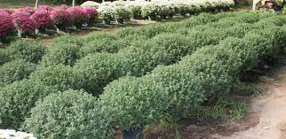 Find any company in westminster, south carolina. Thompson Growers Westminster Sc Mike S Backyard Nursery
