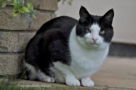 The bengal cat is a domesticated cat breed created from hybrids of domestic cats, especially the spotted egyptian mau, with the asian leopard cat (prionailurus bengalensis). Harry Bengal Cat World