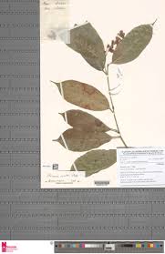 Image result for Rinorea ferruginea