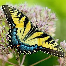 Maybe you would like to learn more about one of these? Eastern Tiger Swallowtail Butterflies Caterpillars Chrysalis Photos Tiger Swallowtail Butterfly Pictures Tiger Swallowtail Butterfly