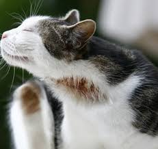 We did not find results for: Dogs With Allergies Cats With Allergies Allergies In Pets We Treat Your Pet For Allergies At Parkland Veterinary Hospital Parkland Fl Dogs And Cats With Allergy Your Pets Could Be Suffering From Mild To Severe Allergies Consider How Uncomfortable You Would