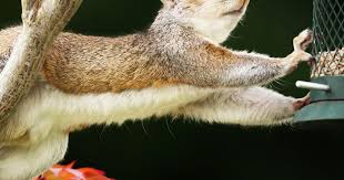 Spray freely on your rose, rhododendron and camellia buds. How To Rid Your Garden Of Squirrels Love The Garden