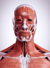 Discover the muscle anatomy of every muscle group in the human body. 3d Rendered Illustration Of Head And Neck Muscles In Human Body Anatomy Healthcare Stock Photo 243426148
