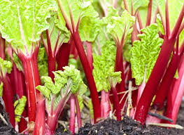 La Division De La Rhubarbe Pour Mutliplier Le Pied Mere Design De Jardin Potager Jardin Comestible Jardin Potager