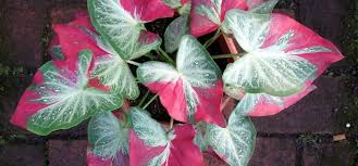 Kumpulan gambar tentang gambar dan nama jenis bunga keladi, klik untuk melihat koleksi 10 jenis tanaman keladi hias dan cara merawatnya. Aneka Jenis Bunga Keladi Merah Dan Cara Merawat Yang Benar Tanaman Hias Jakarta