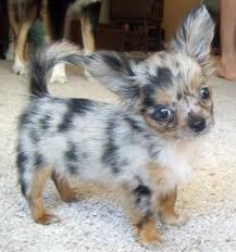 The chihuahua's origins are a bit controversial.some believe that the breed originated in china and was brought to mexico by spanish traders, where it was then crossed with small breeds native to the land. 20 Long Haired Chihuahua Puppies Ideas Chihuahua Puppies Chihuahua Puppies