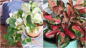 Tanaman hias akar adenium ini memiliki daun dan bunga yang sangat indah. 11 Varietas Tanaman Hias Daun Yang Warnanya Nggak Hijau Melulu Jelas Bikin Cantik Rumahmu