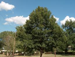 Image result for Quercus acutissima