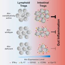 Maybe you would like to learn more about one of these? The Aryl Hydrocarbon Receptor Preferentially Marks And Promotes Gut Regulatory T Cells Cell Reports