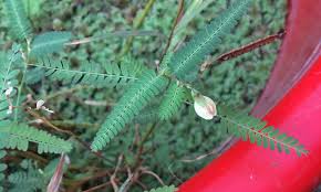 Image result for Aeschynomene indica