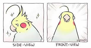 Why Birds Are Always Photographed From The Side Funny Birds Funny Parrots Pet Birds