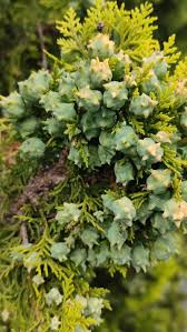 Image result for Platycladus orientalis