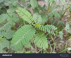 Image result for Aeschynomene afraspera
