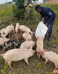 By sean yoes afro baltimore editor syoes@54.204.251.142 for the last several weeks the east african nation of uganda has been under a general lockdown, which included what some would consider. Open Enabel Belgian Development Agency Covid 19 Lockdown Was A Blessing In Disguise For Acola Annette Uganda