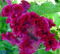 Fairy Fountain Feathered Amaranth Woolflower Celosia Cristata Plants Flowers Tropical Plants