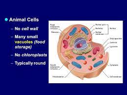 Animal cell functions are solely dependent on the organelles and structures associated with the cell. Cell Structure Function Eukaryotic Cells An Introductory Video Ppt Download