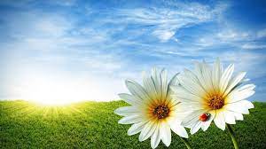 Download hd summer wallpapers best collection. White Flowers With Sun Beautiful Summer Season Hd Free Wallpapers