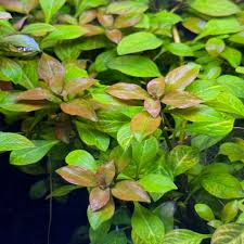 Image result for Ludwigia