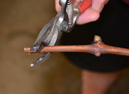 Image result for grapevine cuttings