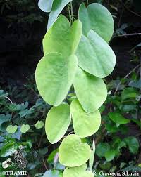 Image result for Cissampelos torulosa