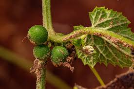 Image result for Zehneria scabra