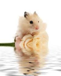Hamster picture 835 1000 jpg / large twin towner syrian. Hamster With Flower Free Stock Images Photos 6664881 Stockfreeimages Com