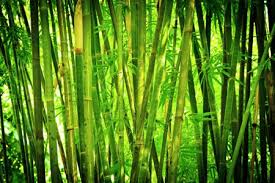 In its first year, we see no visible signs of activity. A Bamboo Hedges As A Noise Barrier
