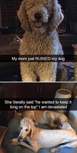 Pin By Victoria James On Fr E Sh A Voca Do Funny Animal Memes Cute Funny Animals Funny Animals