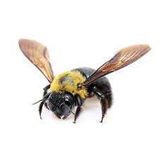 Whatever approach you do decide to take will depend on the bee species on your property and what types of trouble they're causing. How To Get Rid Of Bees Updated For 2021