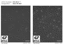 Vero cells are a lineage of cells used in cell cultures. Vero Sf Acf Atcc