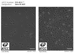 A cell line derived from the kidney of the african green (vervet) monkey, (cercopithecus aethiops) used primarily in virus replication studies and plaque assays. Vero Sf Acf Atcc