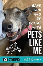 Zoopix The Best Social App For Pets Cute Dogs Cute Ferrets Pets Pet Ferret
