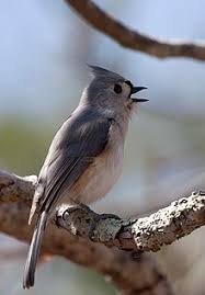 Take care of the bird: Tufted Titmouse Wikipedia
