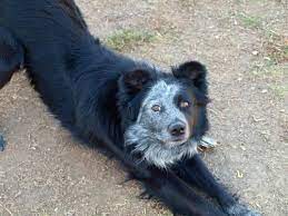 Dog Finder Adopt A Dog Or Cat Near You Dogtime Cattle Dogs Mix Australian Cattle Dog Mix Dogs