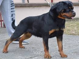 Image result for Rotala gossweileri