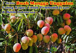 Jenis jenis buah mangga di malaysia posted: 7 Jenis Tanaman Buah Mangga Unggulan Dengan Rasa Yang Paling Manis Dan Paling Bagus Untuk Pembudidayaan Tabulampot Atau Lahan Di Iklim Indonesia Jualbenihmurah Com