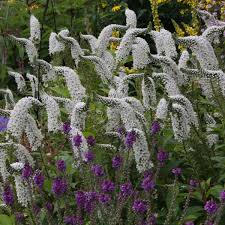 Image result for Lysimachia angustiloba